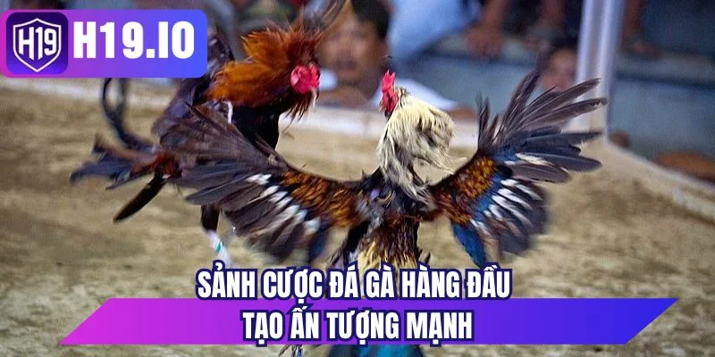 Sảnh cược đá gà hàng đầu tạo ấn tượng mạnh 